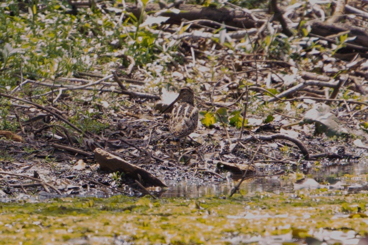 Latham's Snipe - ML611564534