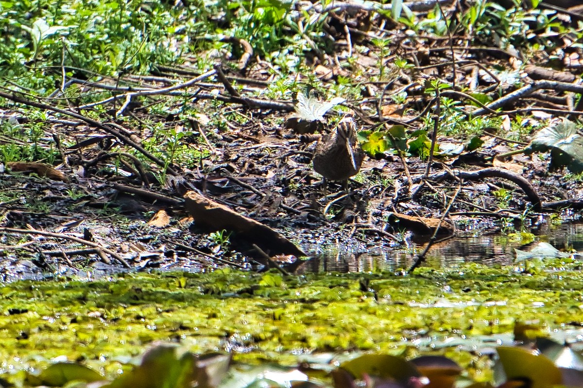 Latham's Snipe - ML611564536