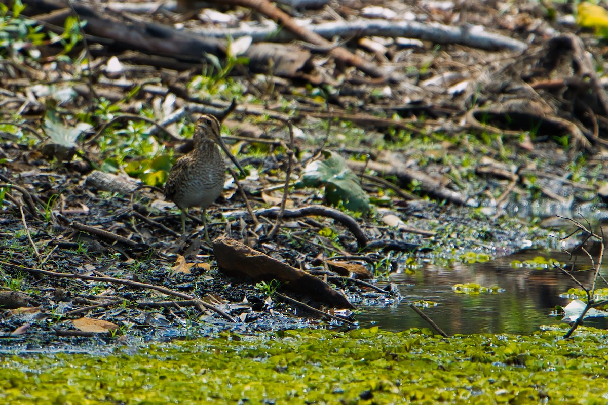 Latham's Snipe - ML611564537