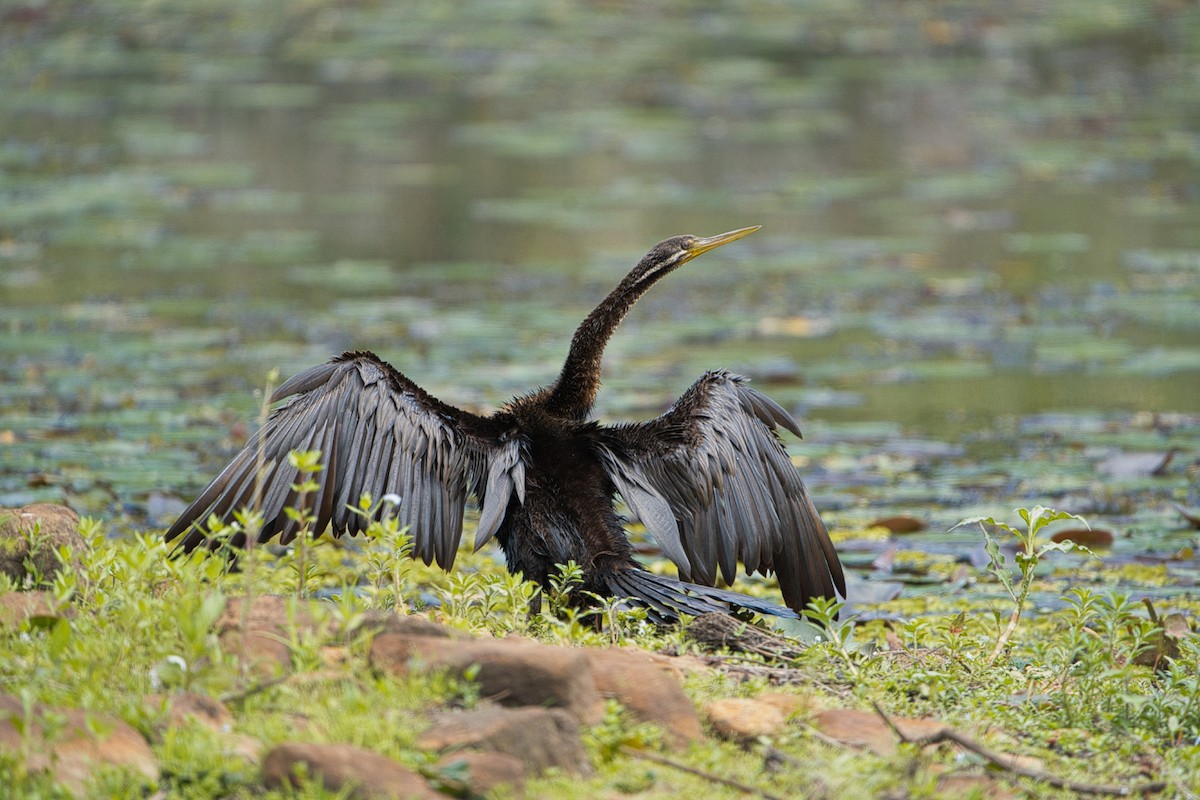 Australasian Darter - ML611564540