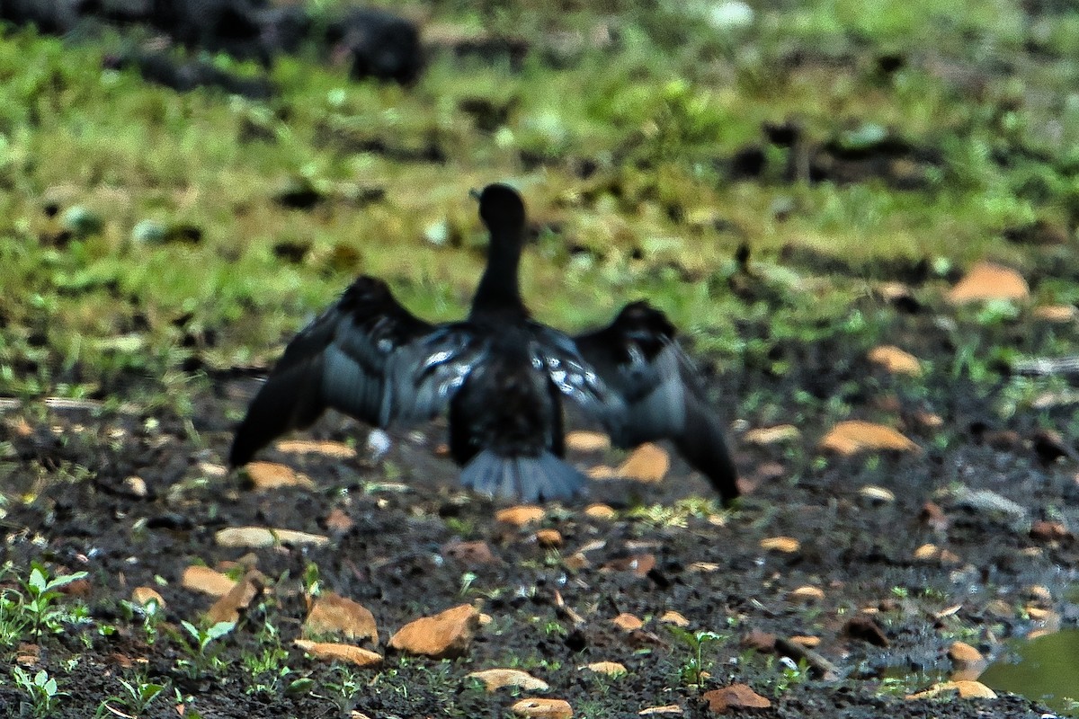 Little Black Cormorant - ML611564549