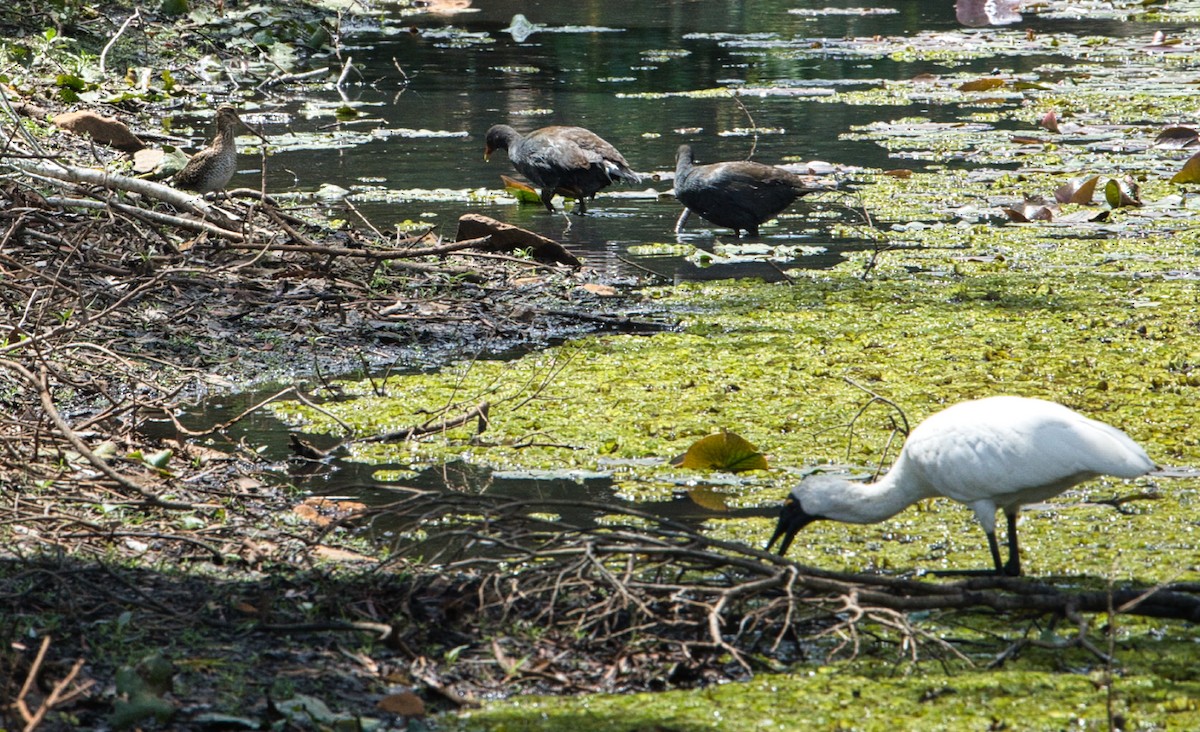 Royal Spoonbill - ML611564558