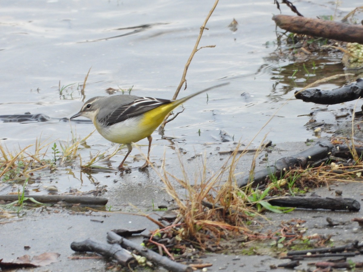 Gray Wagtail - ML611564564