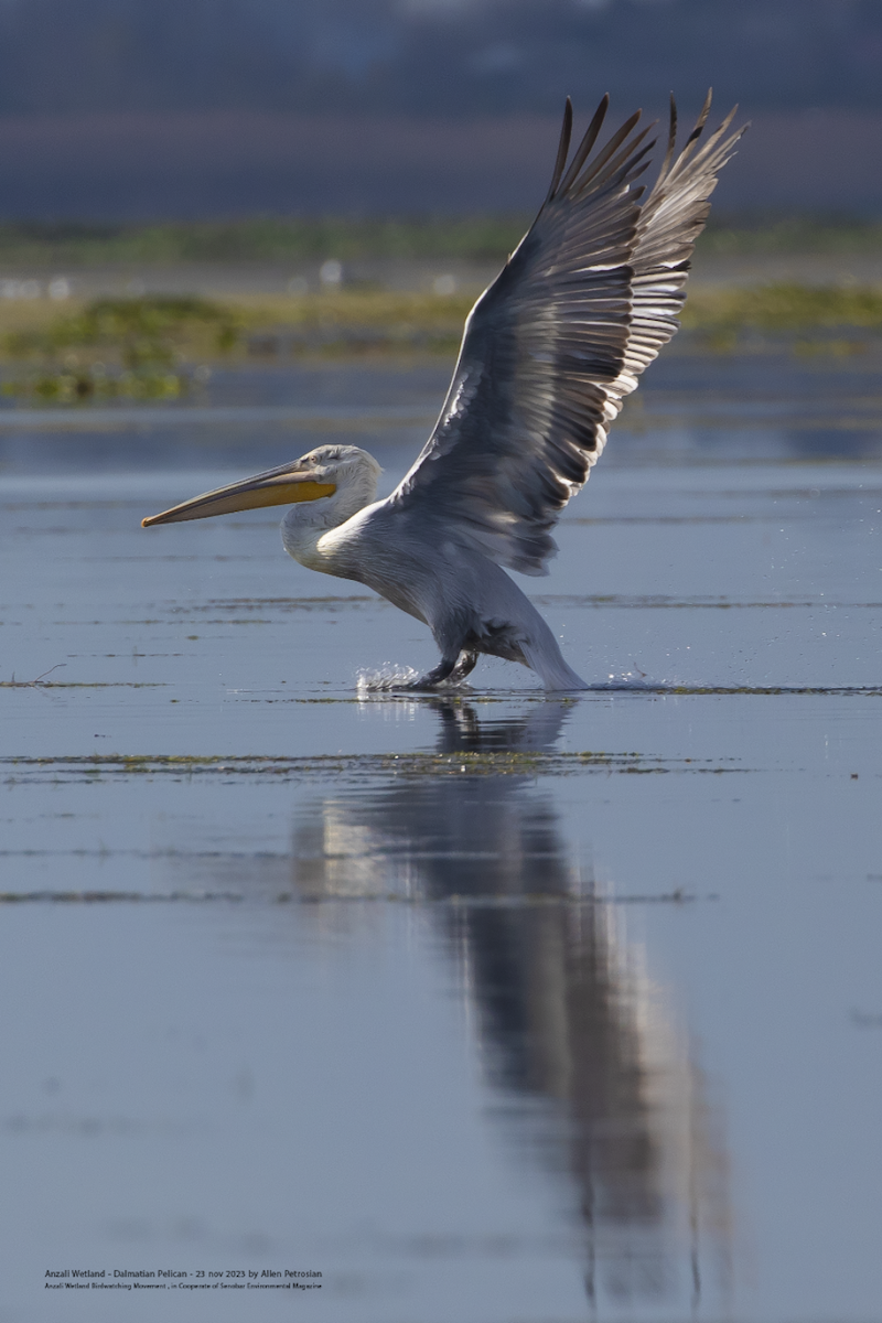 Dalmatian Pelican - ML611564641