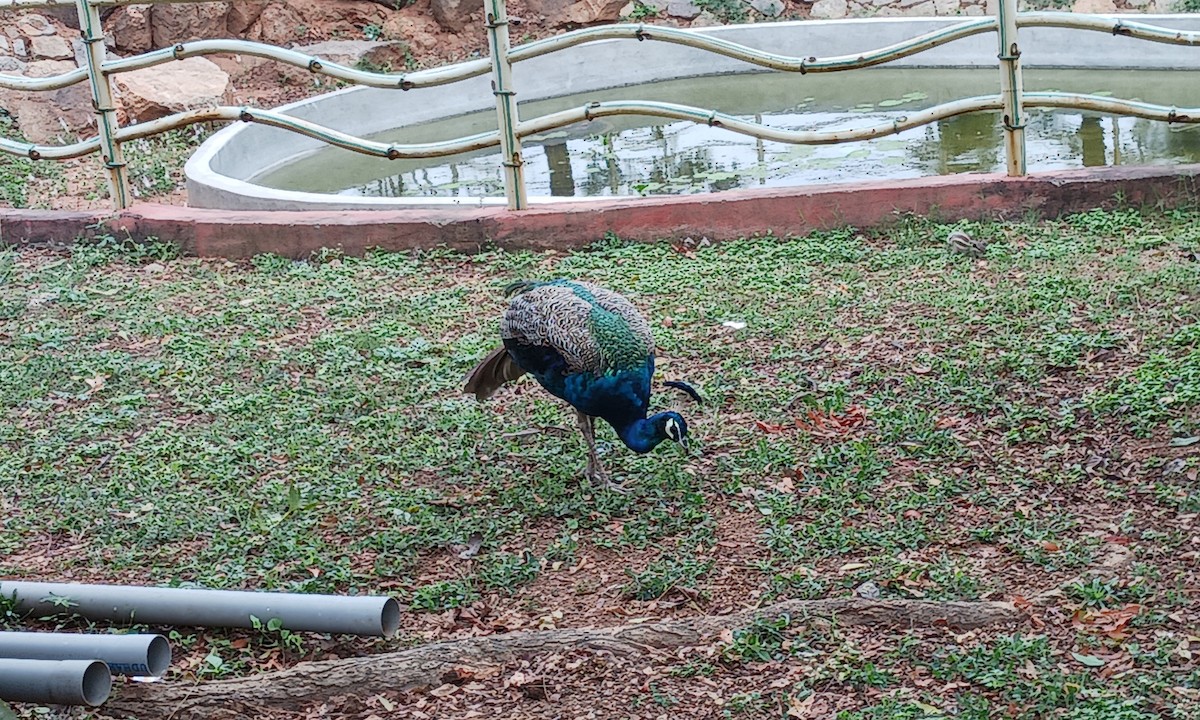 Indian Peafowl - Pradyut Baireddy