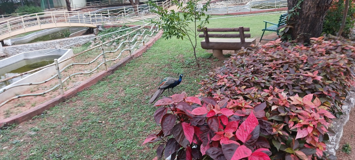 Indian Peafowl - ML611564806