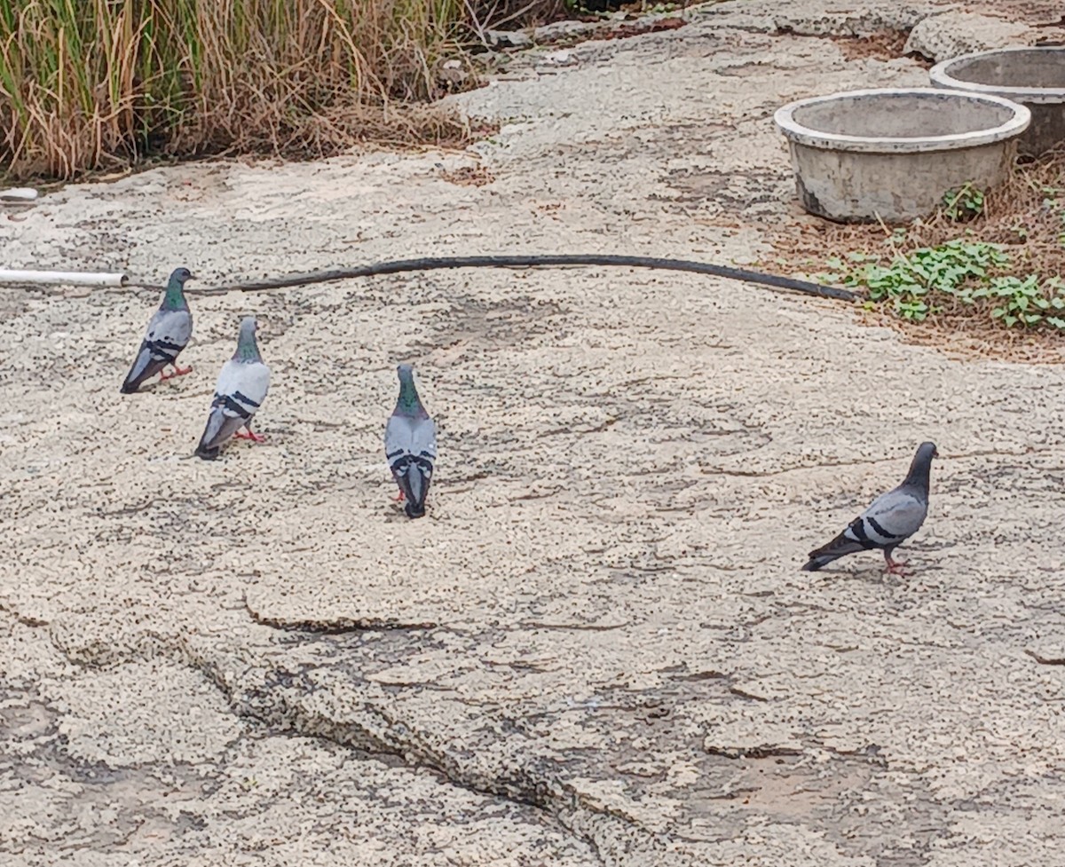 Rock Pigeon (Feral Pigeon) - Pradyut Baireddy