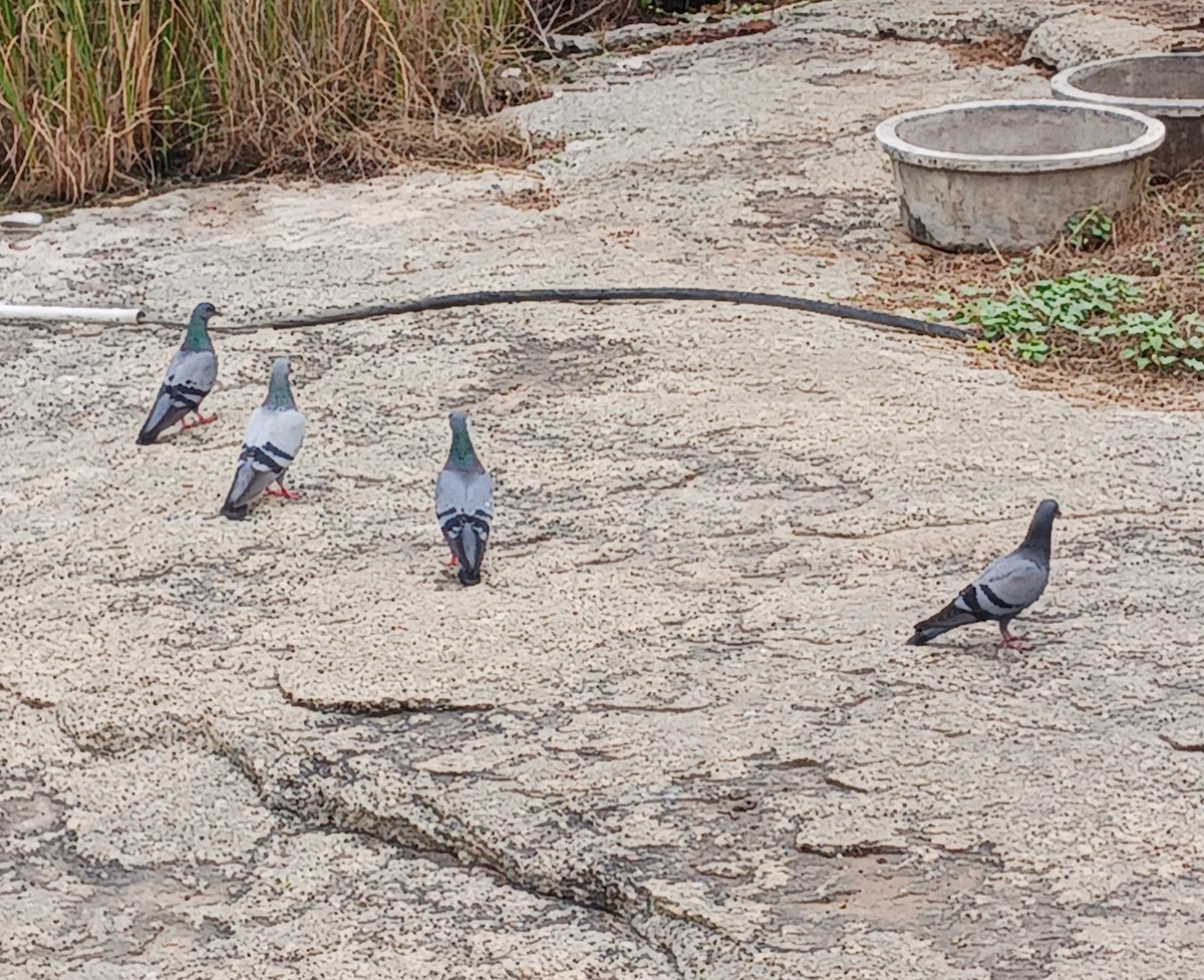 Rock Pigeon (Feral Pigeon) - ML611564812