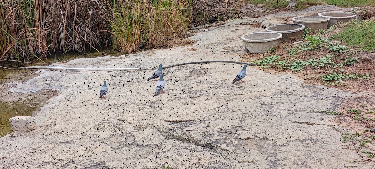 Rock Pigeon (Feral Pigeon) - Pradyut Baireddy