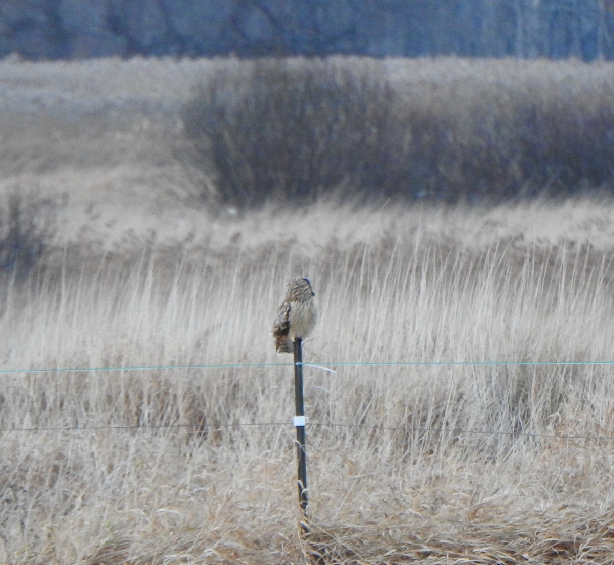 Hibou des marais - ML611564825