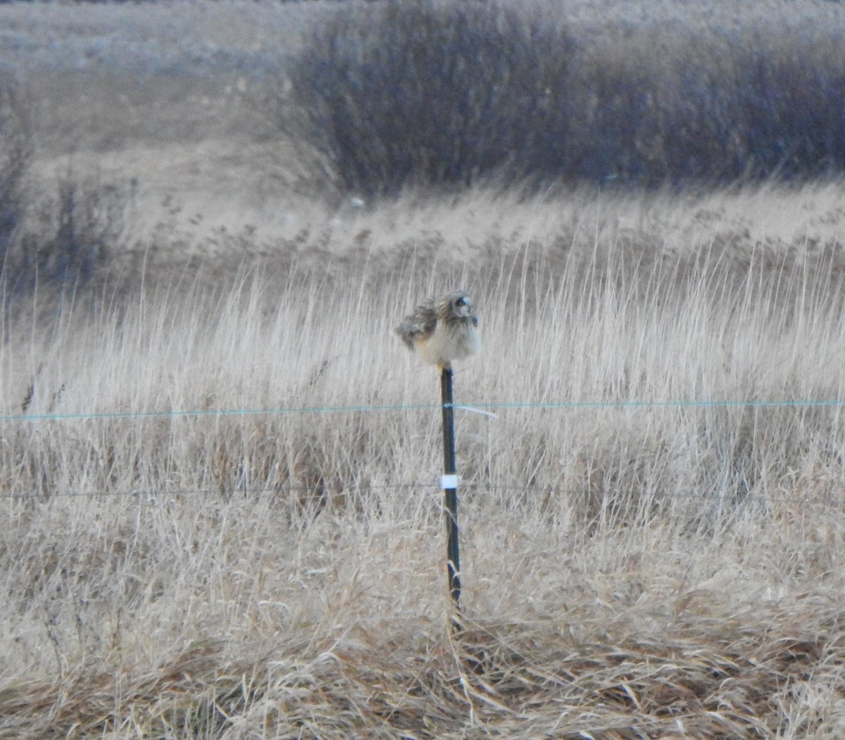 Short-eared Owl - Jean Lemoyne