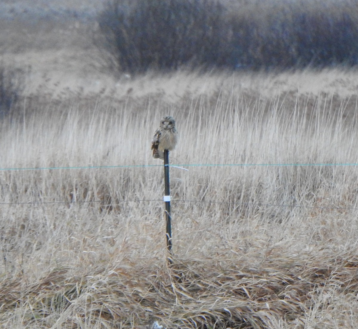 Short-eared Owl - Jean Lemoyne