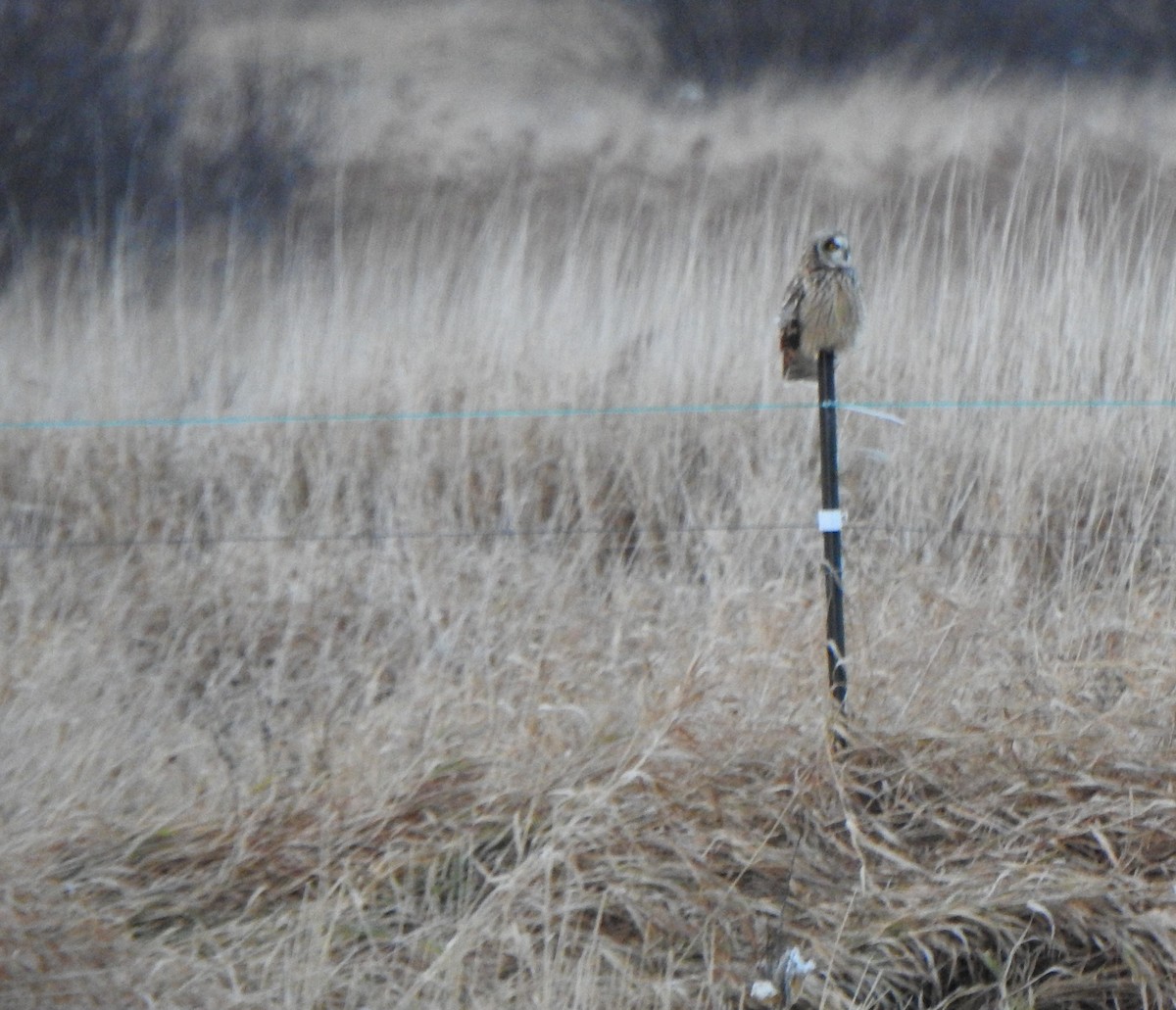 Short-eared Owl - Jean Lemoyne