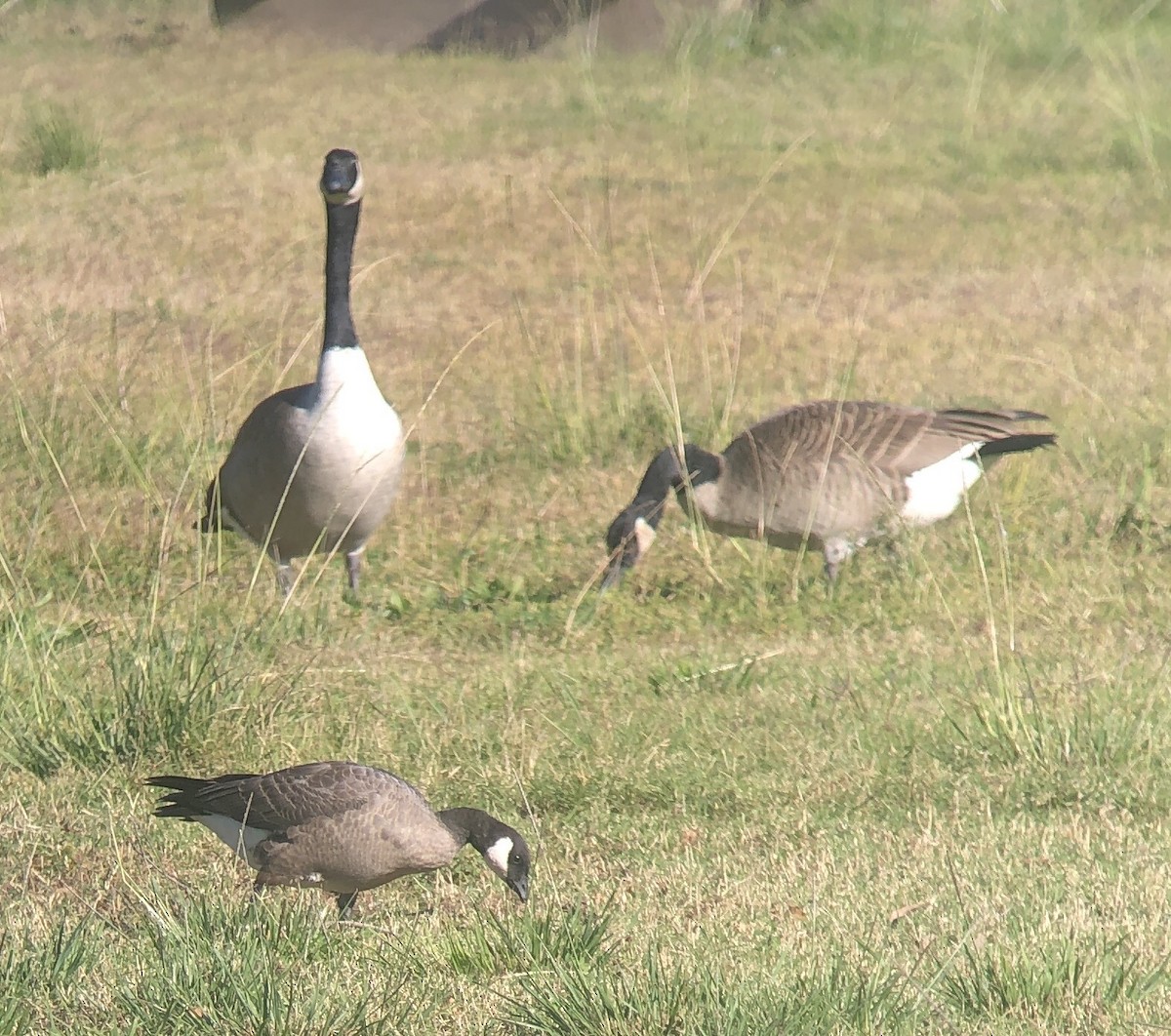 Cackling Goose - ML611564848