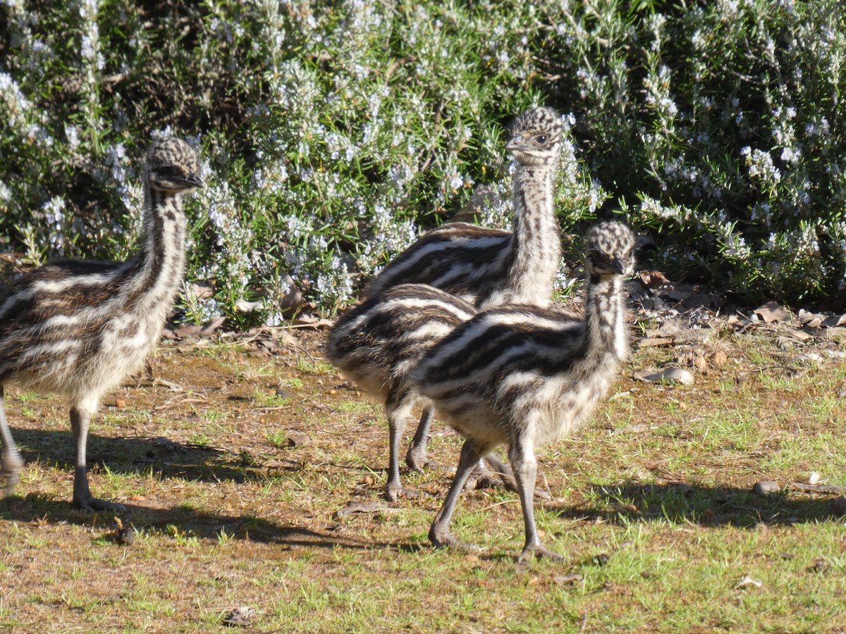 emu hnědý - ML611564887