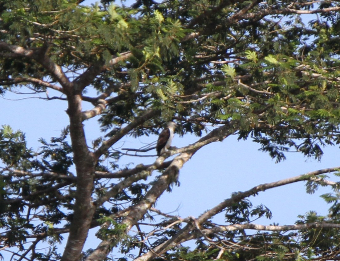 Changeable Hawk-Eagle - ML611564888