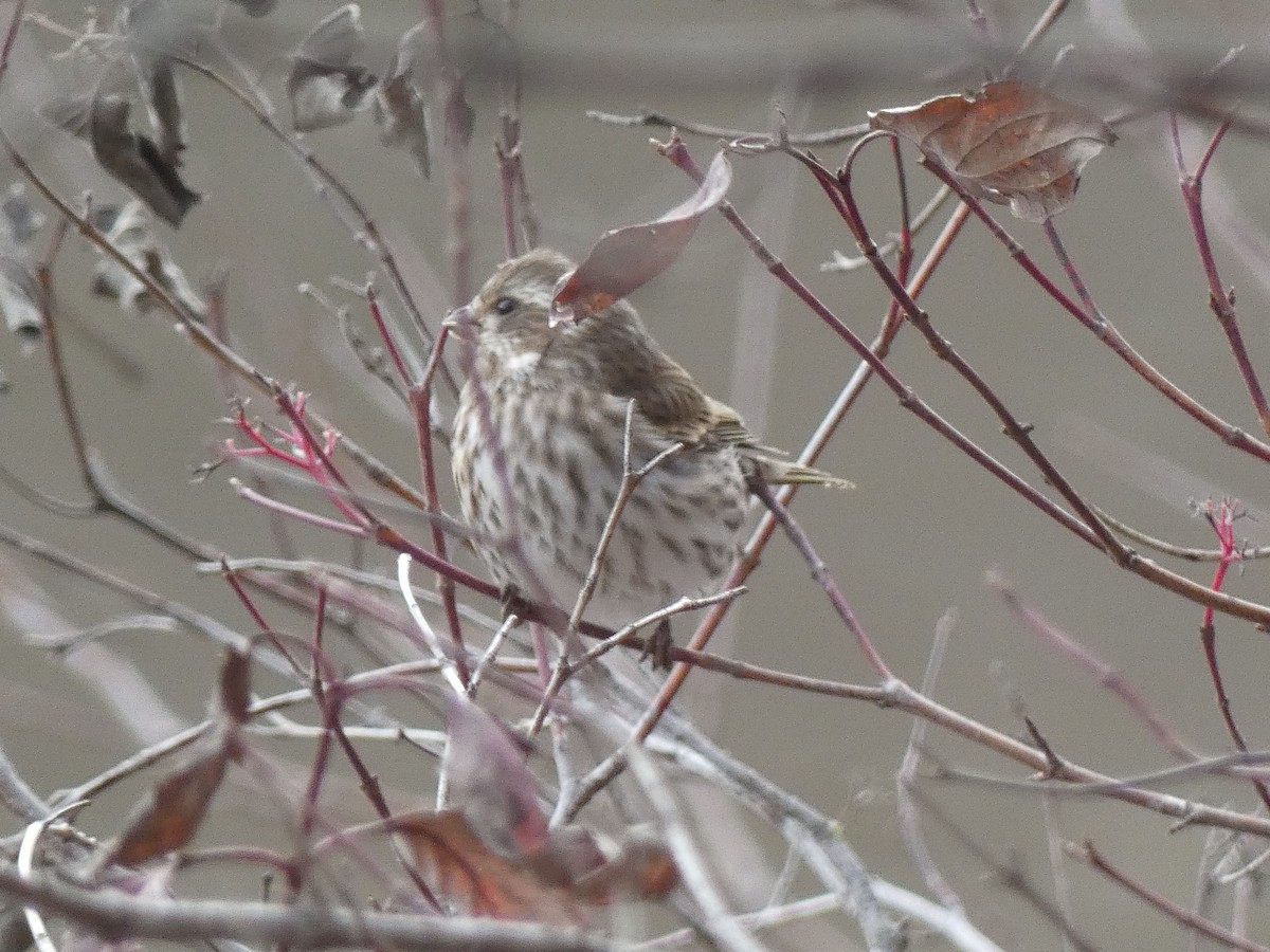 Purple Finch - Luke Knutson