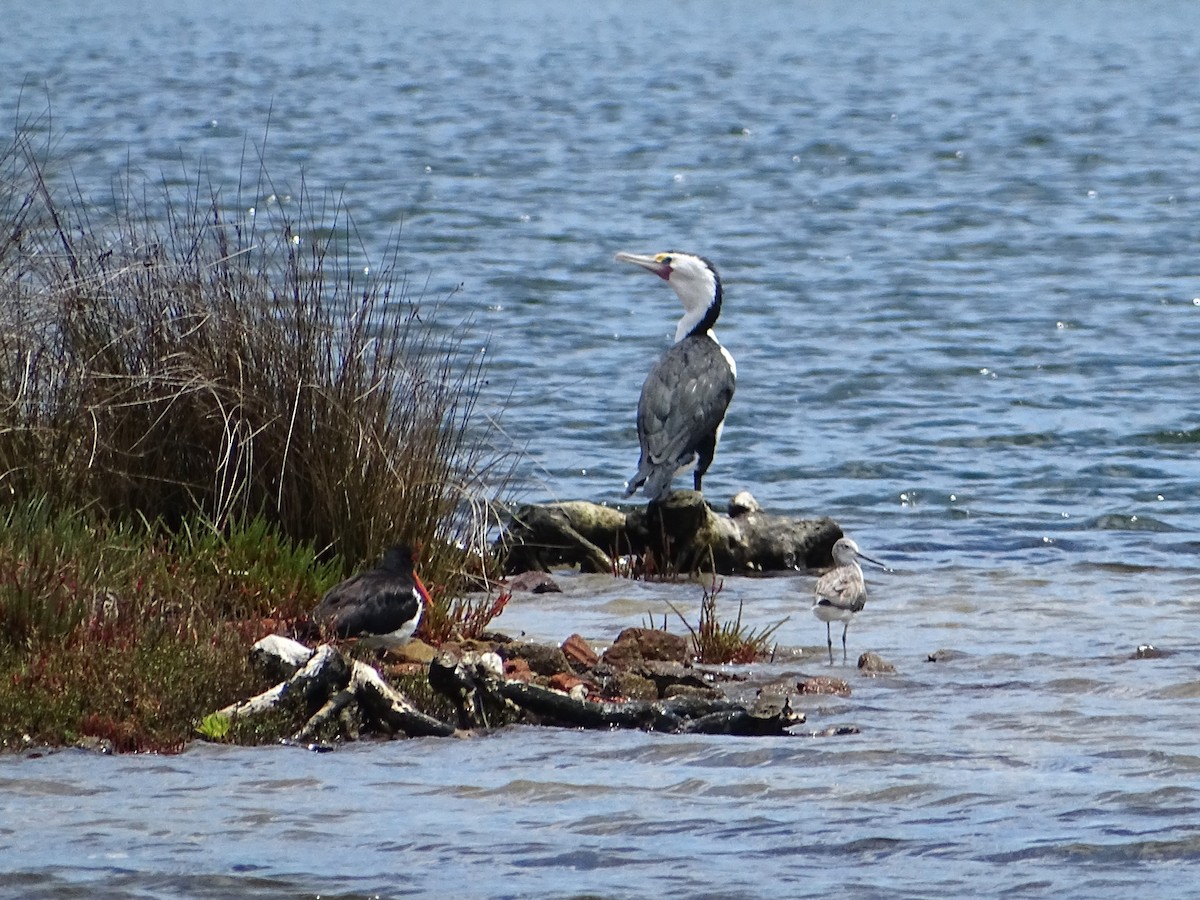 Pied Cormorant - ML611565006