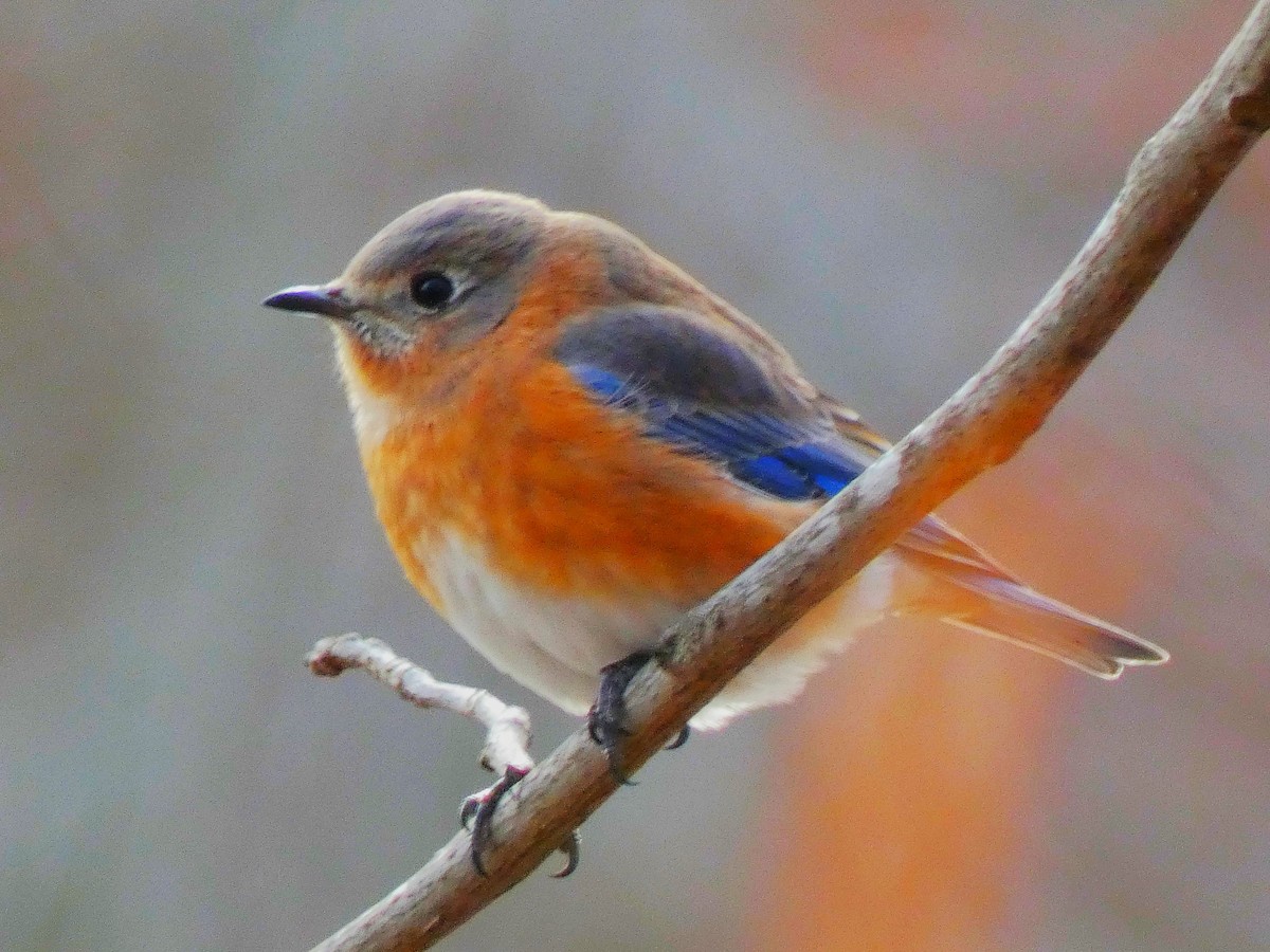 Eastern Bluebird - Luke Knutson