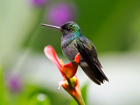 Charming Hummingbird - Jack Stephens