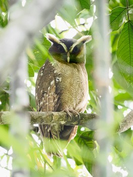Crested Owl - Jack Stephens