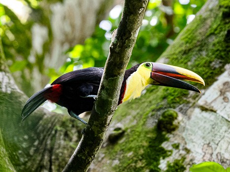 Yellow-throated Toucan - Jack Stephens