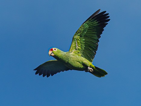 Red-lored Parrot - Jack Stephens