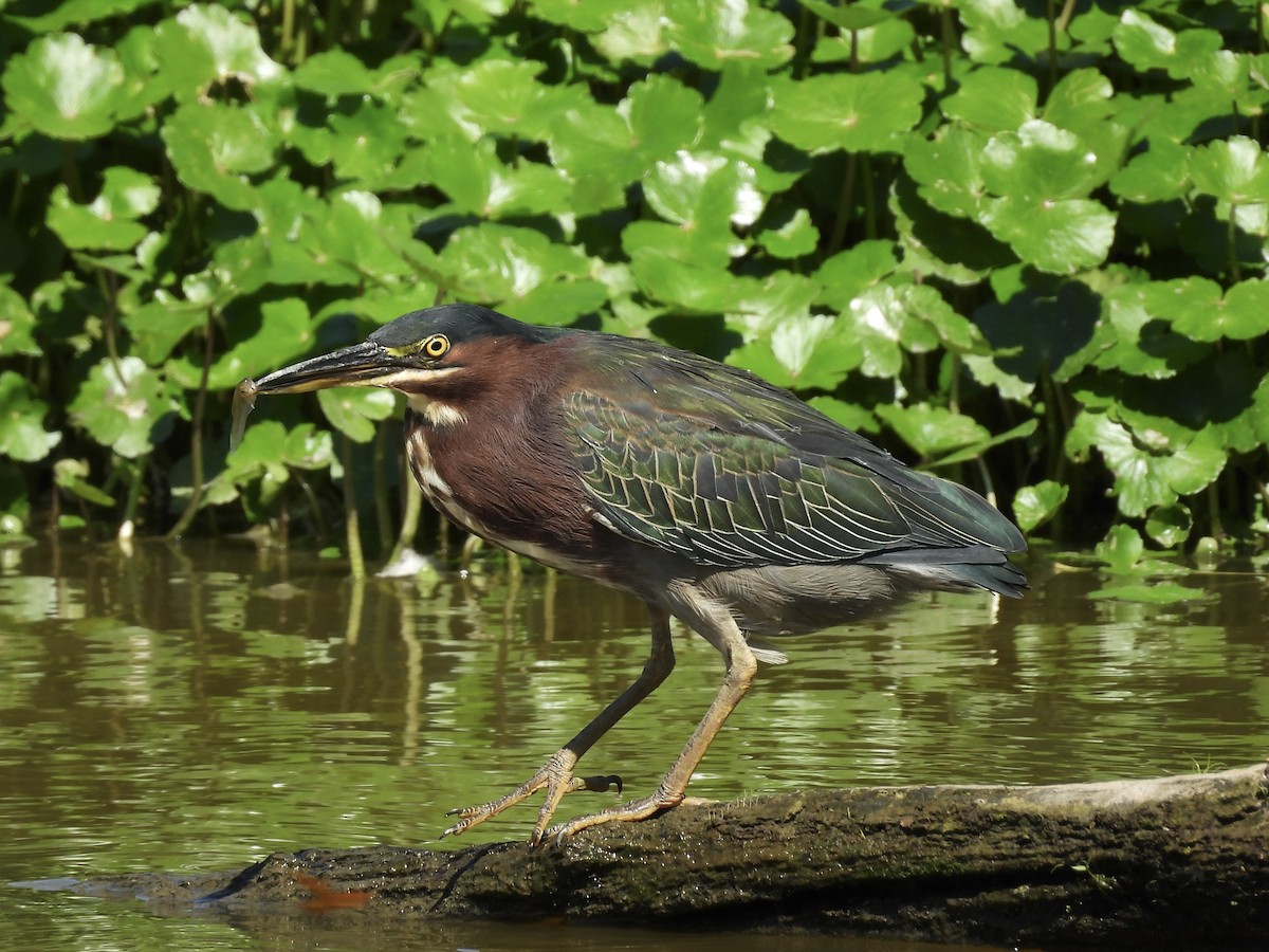 Green Heron - Christina Sabochick