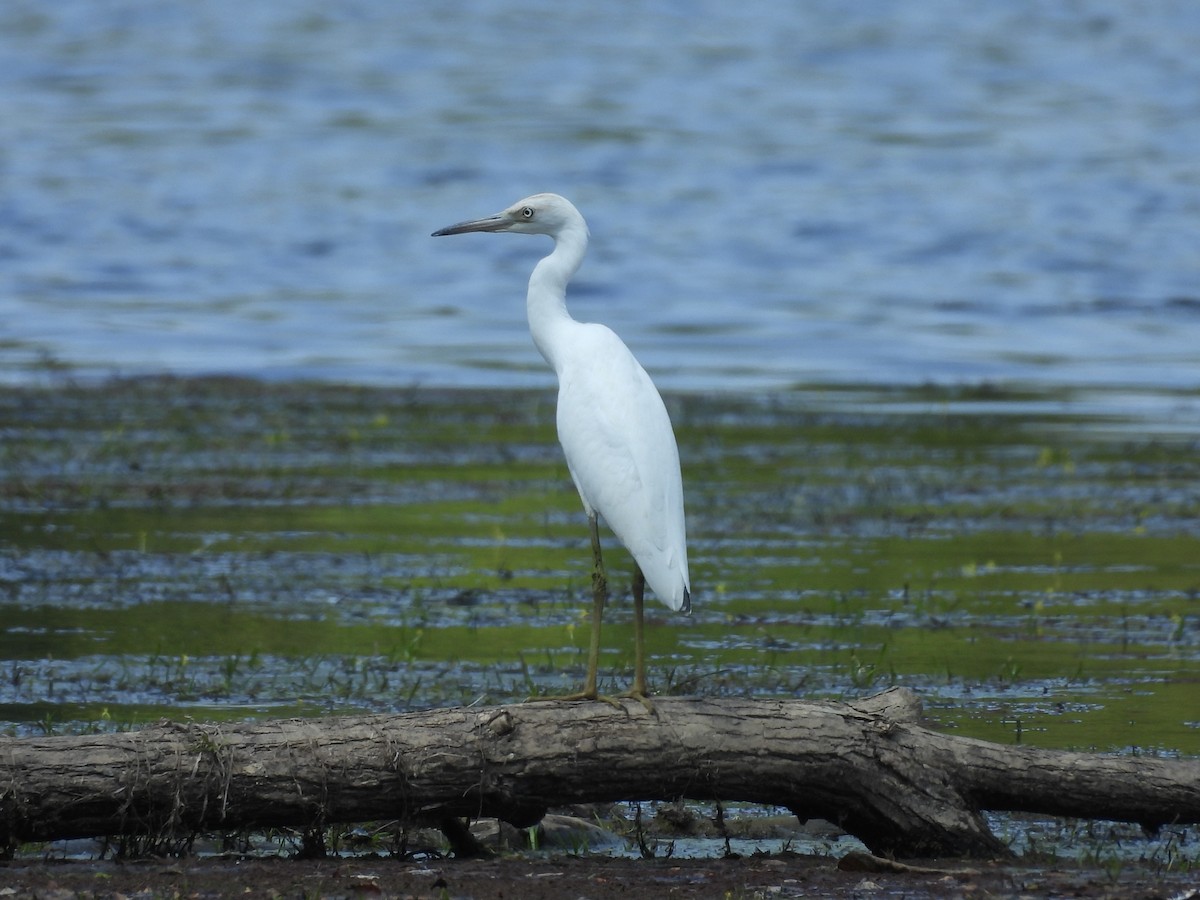 Little Blue Heron - Christina Sabochick