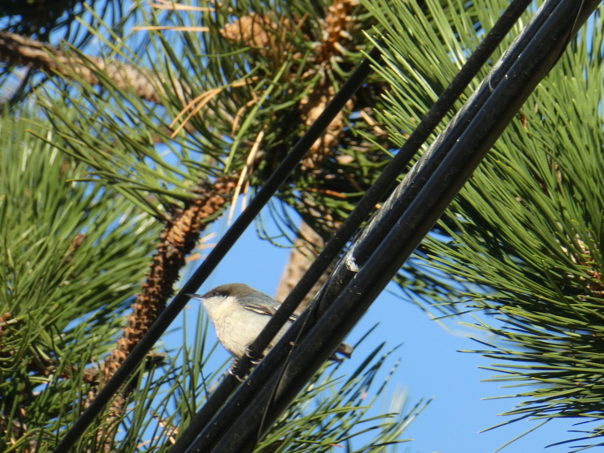 Pygmy Nuthatch - ML611565137