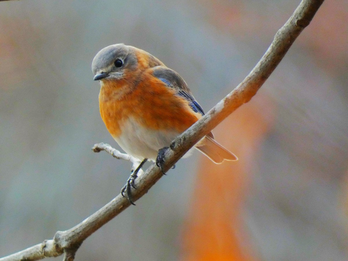 Eastern Bluebird - Luke Knutson