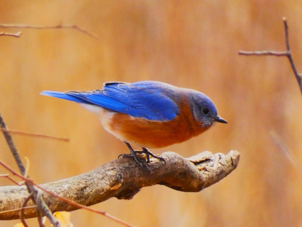 Eastern Bluebird - Luke Knutson