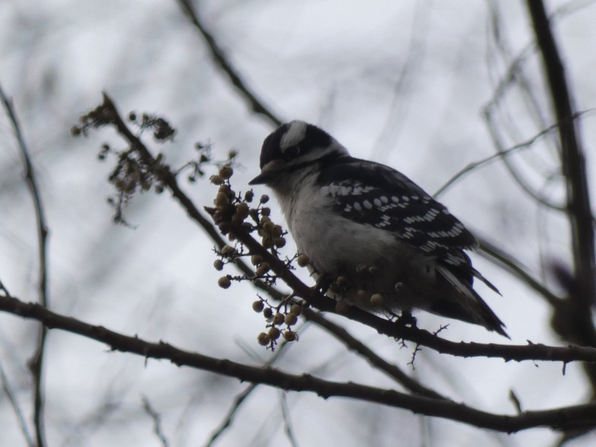 Downy Woodpecker - ML611565153