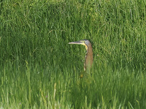 Bare-throated Tiger-Heron - ML611565157