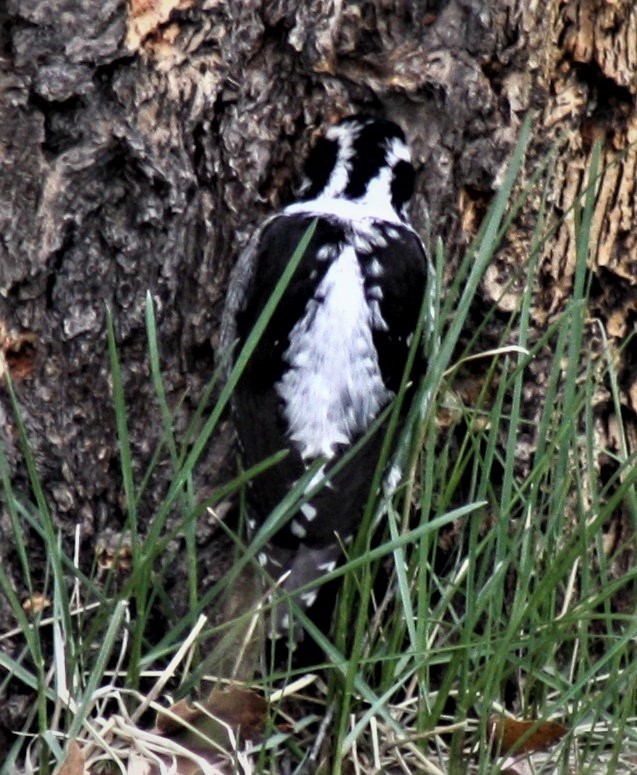 American Three-toed Woodpecker - ML611565165