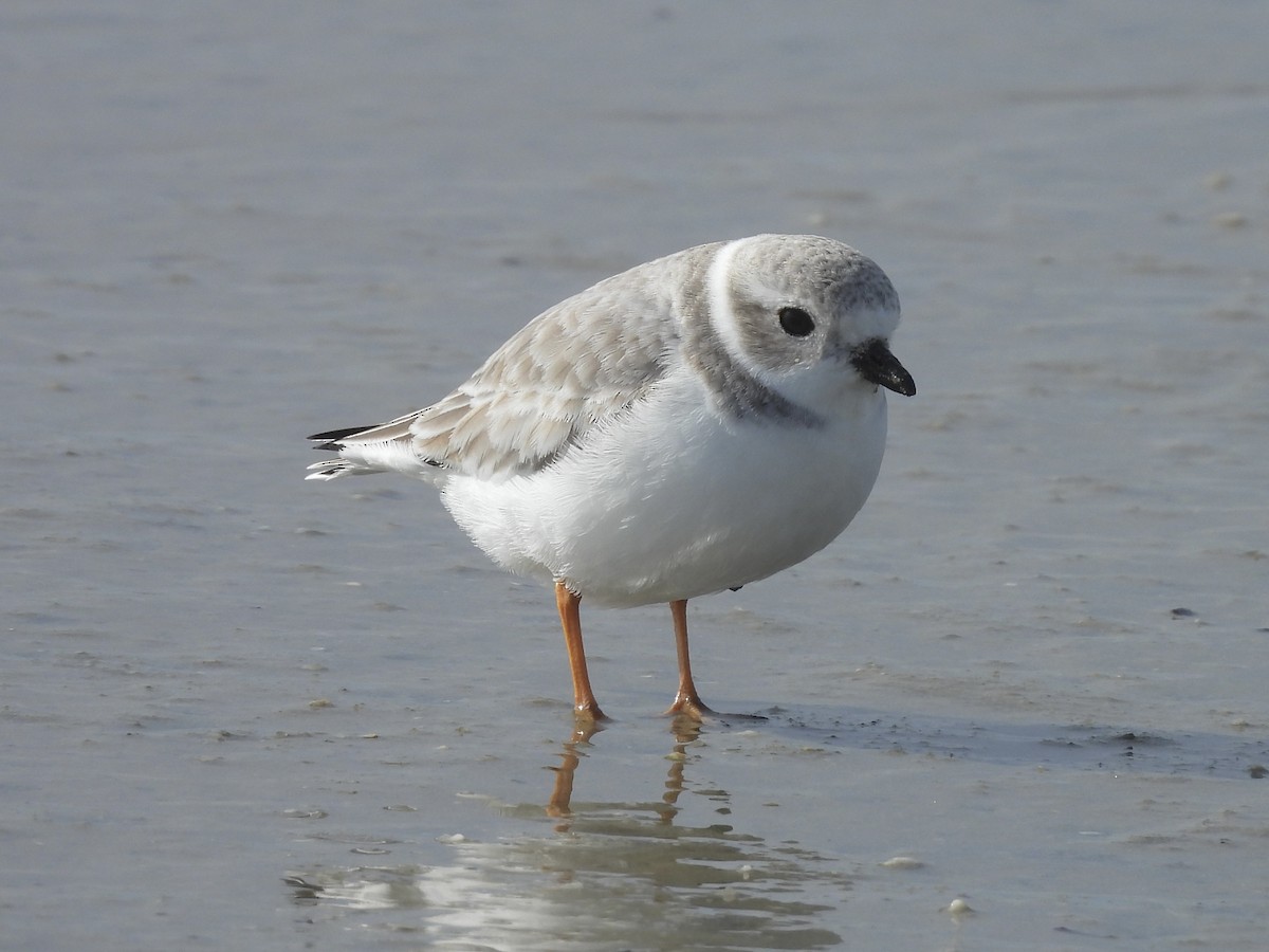 Piping Plover - Christina Sabochick