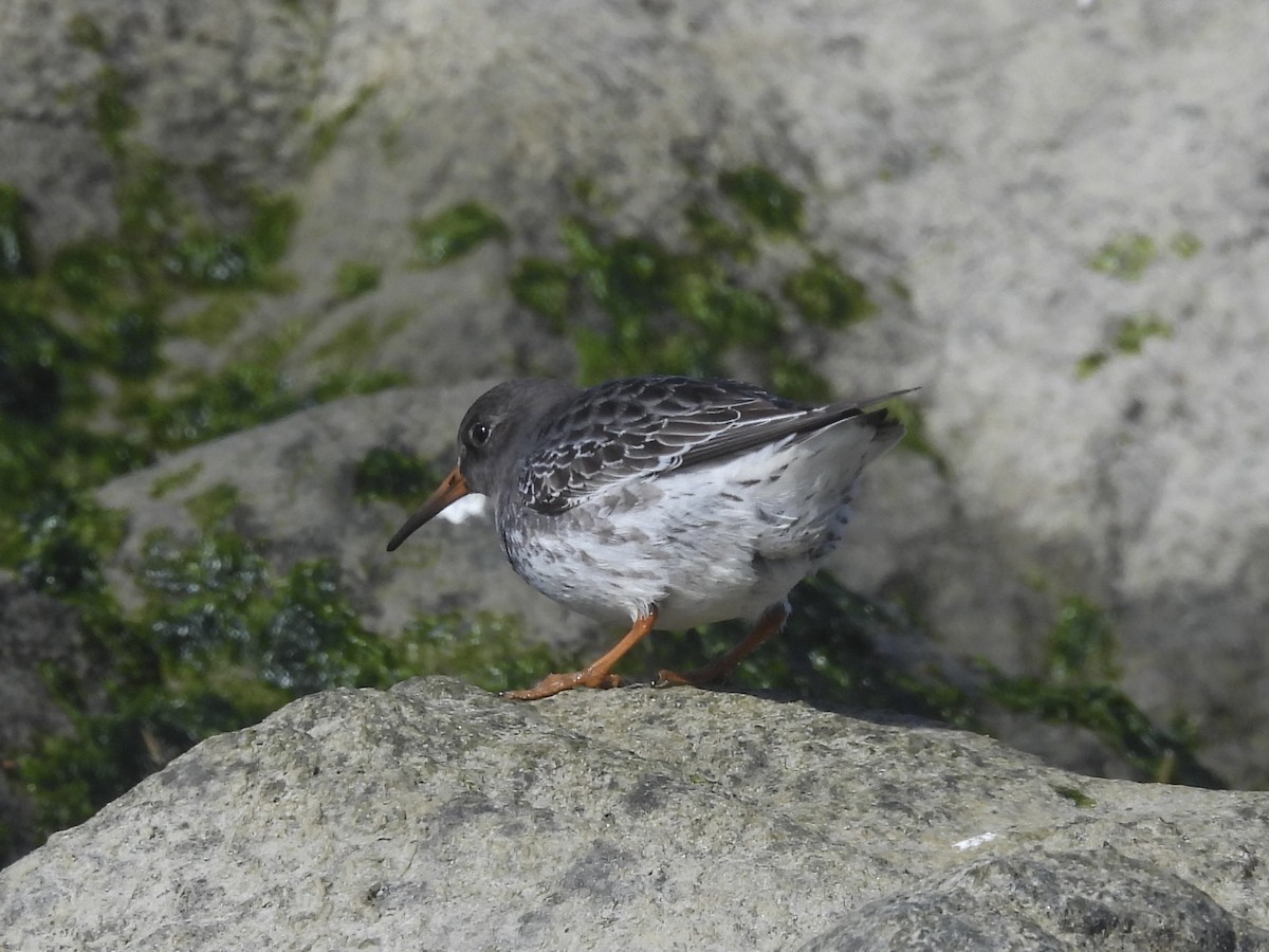 Purple Sandpiper - ML611565172