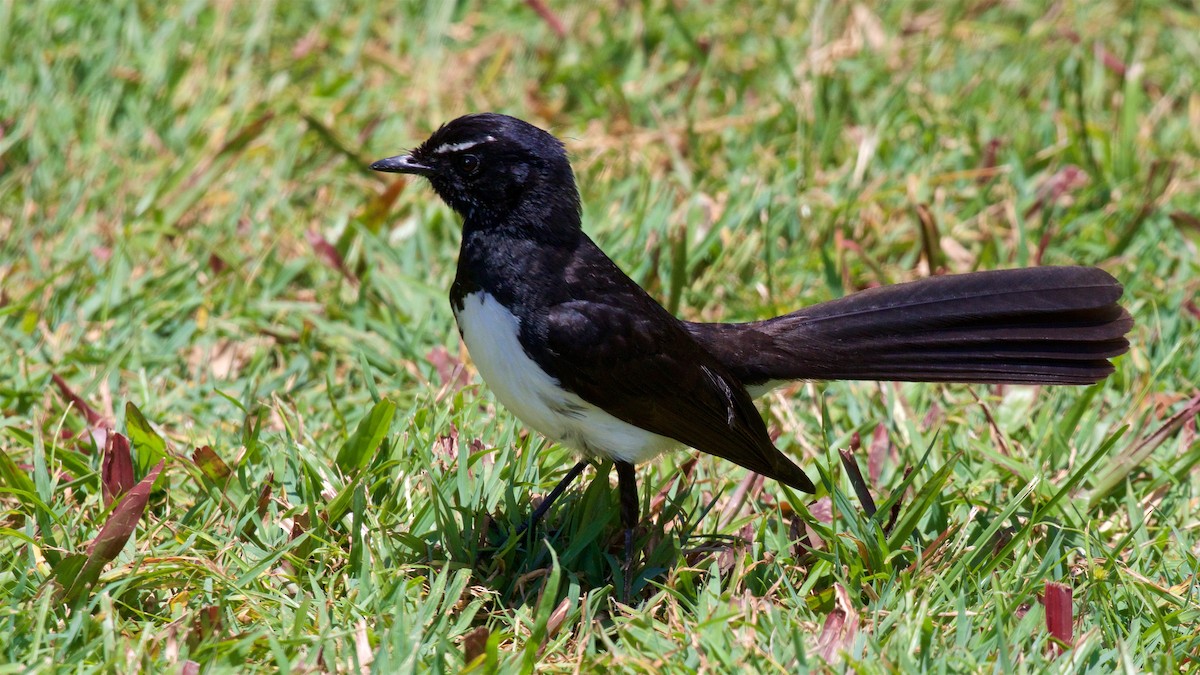 Willie-wagtail - Ed Harper