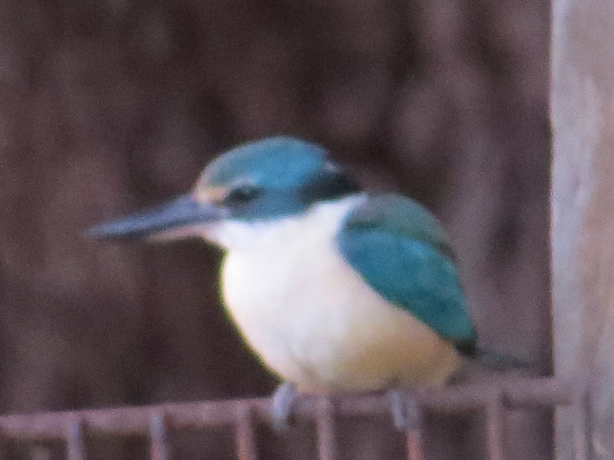 Sacred Kingfisher - ML611565222