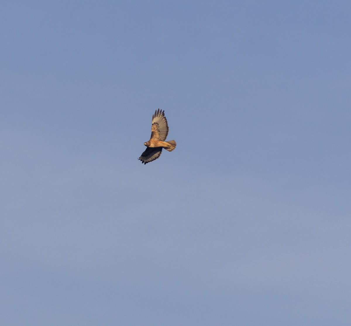 Red-tailed Hawk - Rosemary D'Andrea