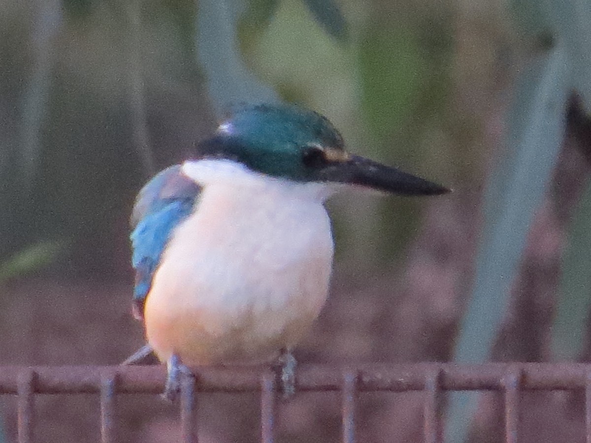 Sacred Kingfisher - ML611565271
