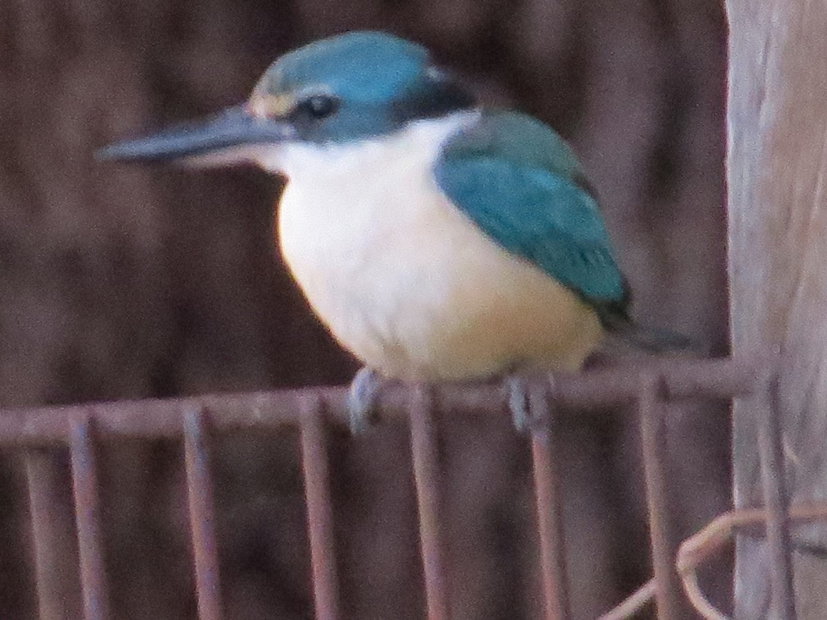 Sacred Kingfisher - ML611565279