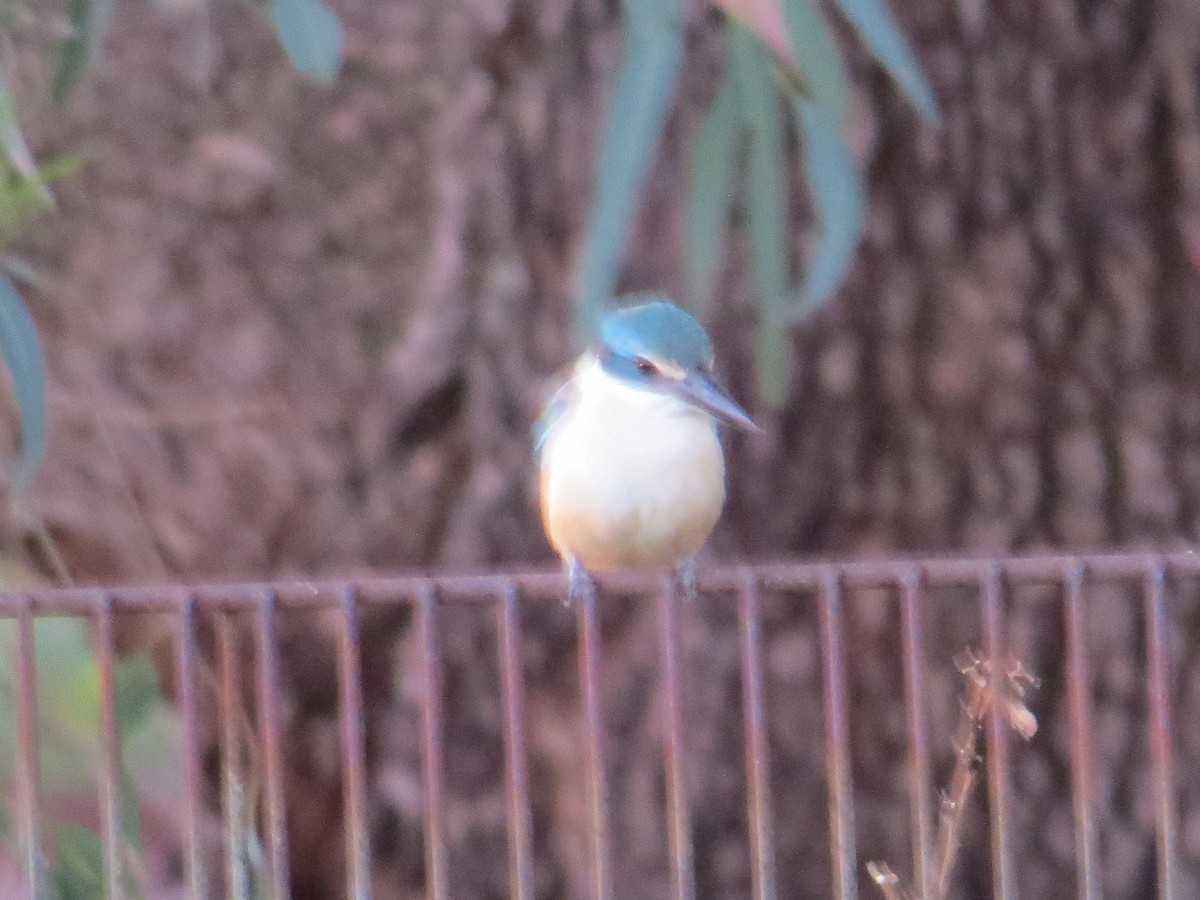 Sacred Kingfisher - ML611565288