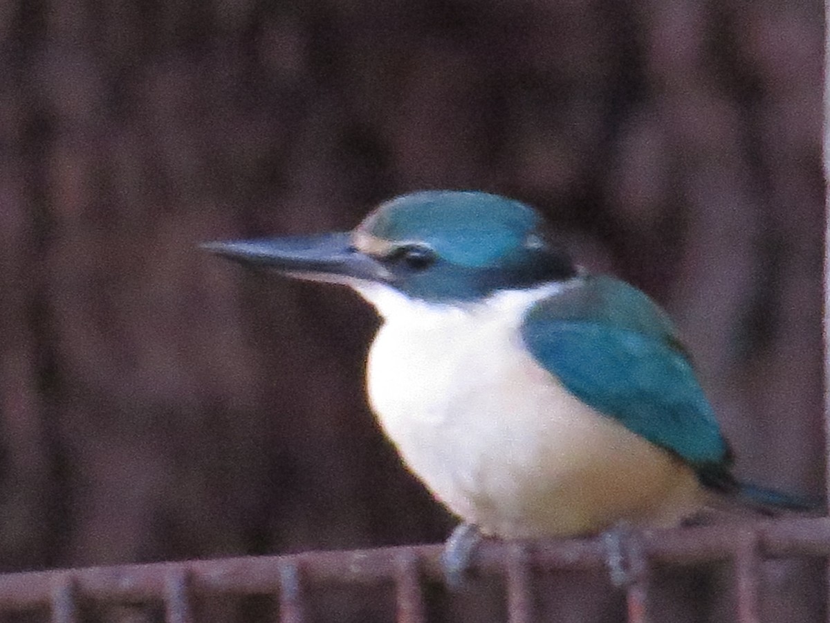 Sacred Kingfisher - ML611565303
