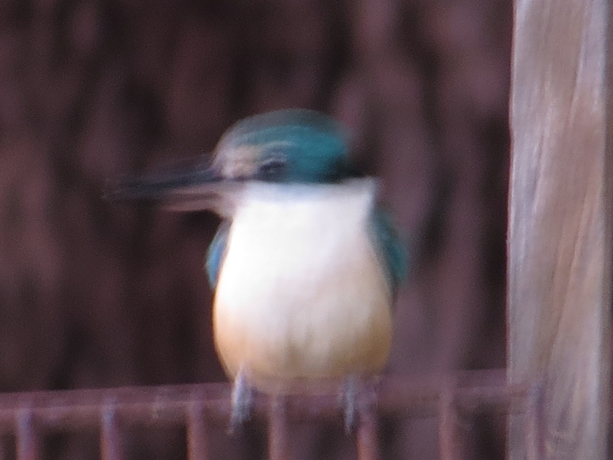 Sacred Kingfisher - ML611565306