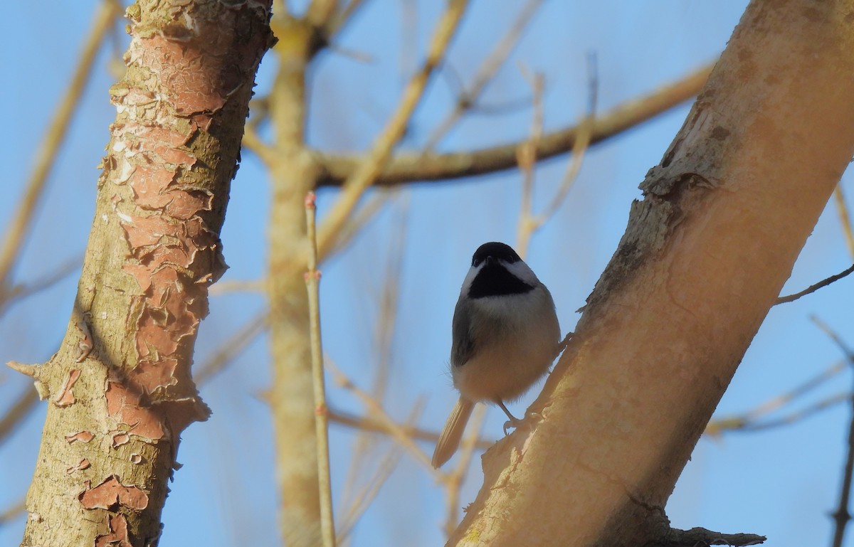 Carolina Chickadee - ML611565309