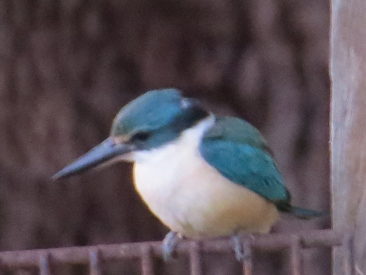 Sacred Kingfisher - ML611565318