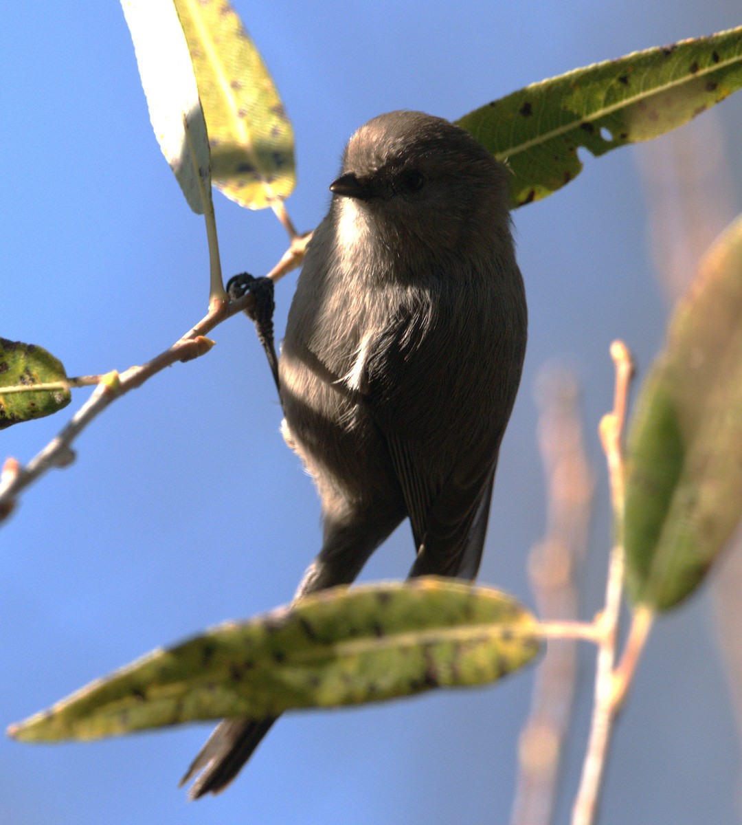 Bushtit - ML611565321