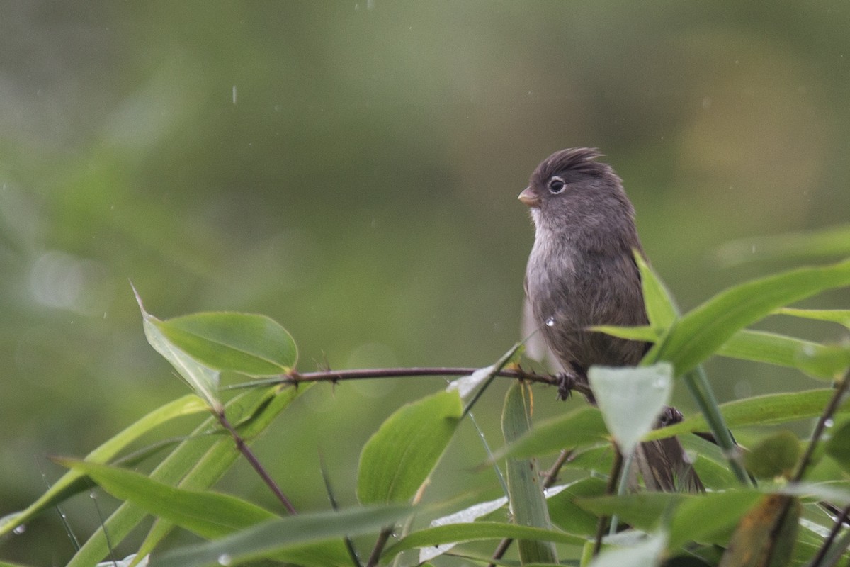 Gray-hooded Parrotbill - ML611565324