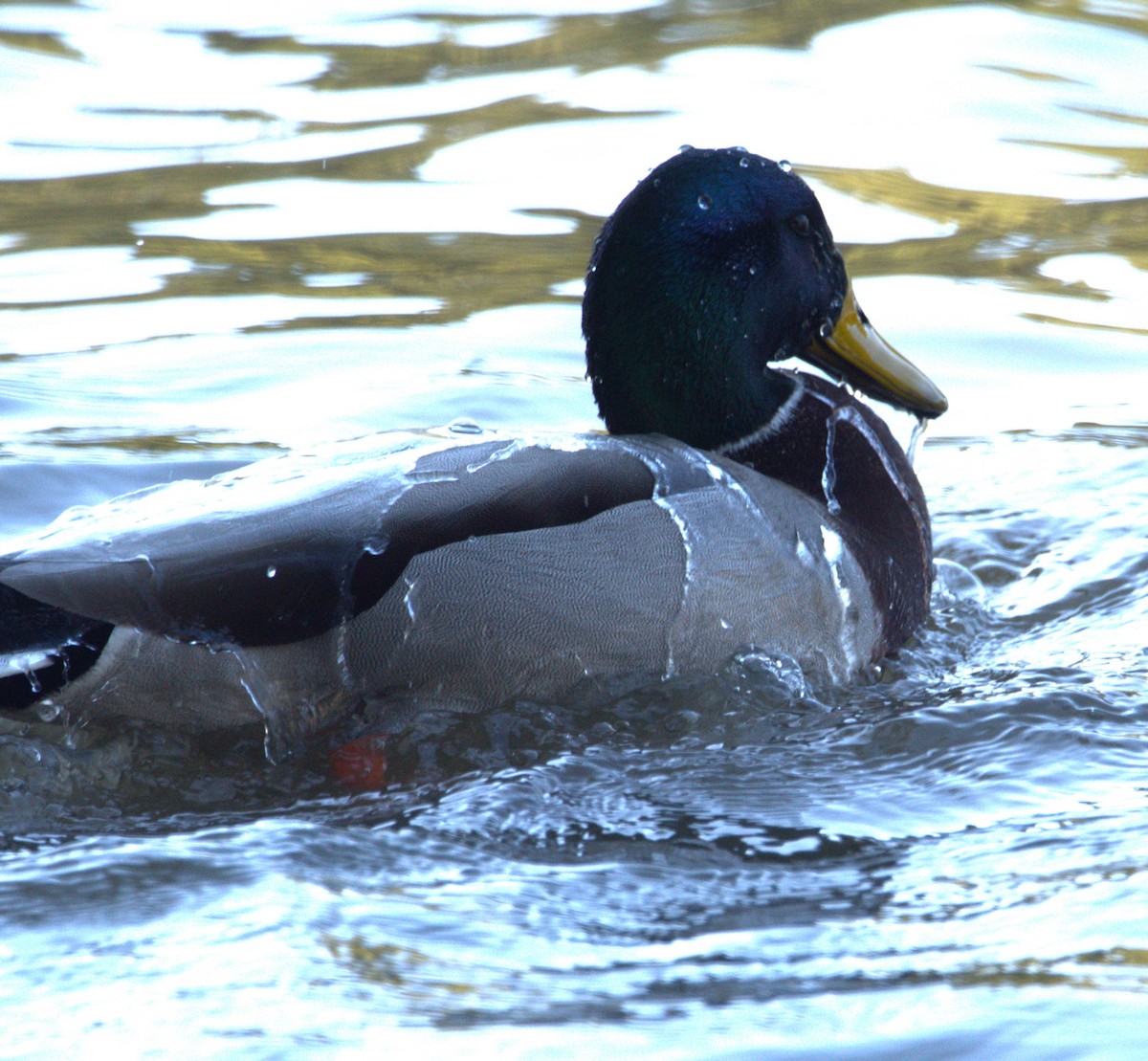 Canard colvert - ML611565351